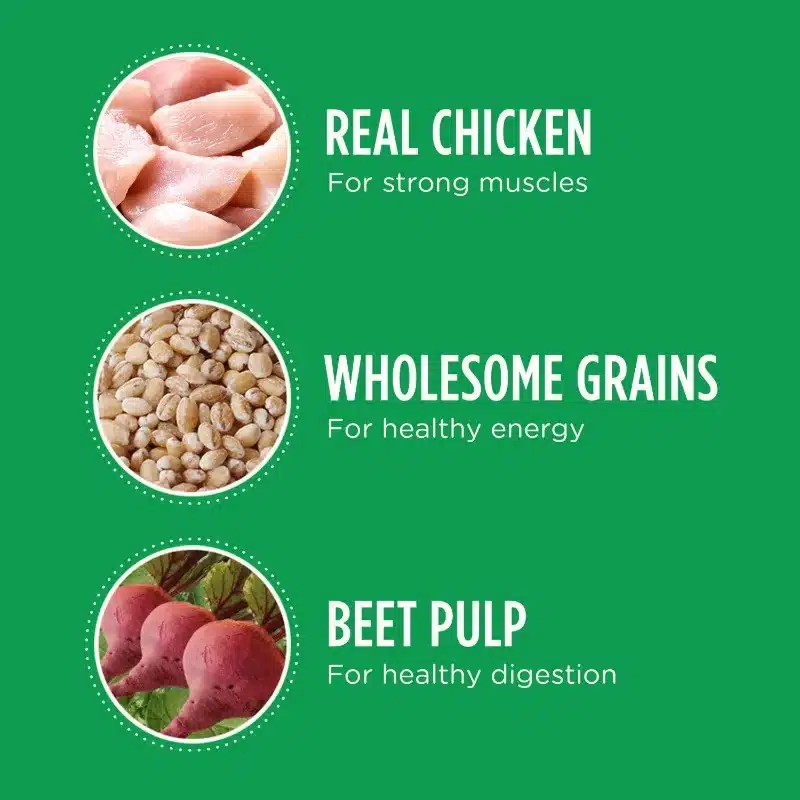 High Protein with Real Chicken Flavor Dry Dog Food for Large Breed Adult Dog, 30 lb. Bag - Image 4