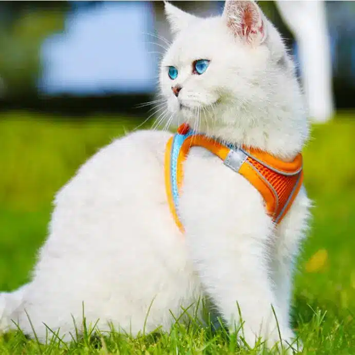 Reflective Adjustable Vest Harness Strap & Leash